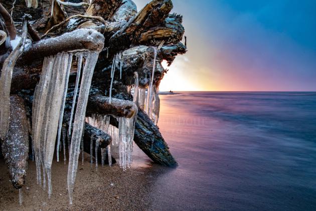Frozen driftwood