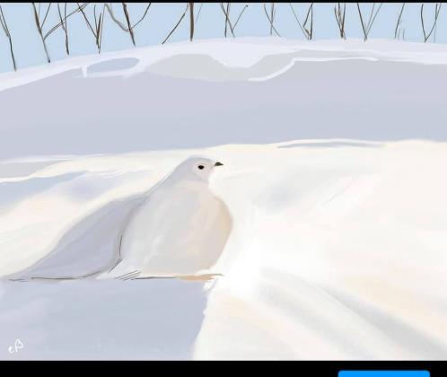 Ptarmigan
