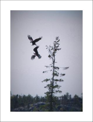 Battle for the skies
