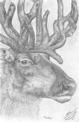 Caribou