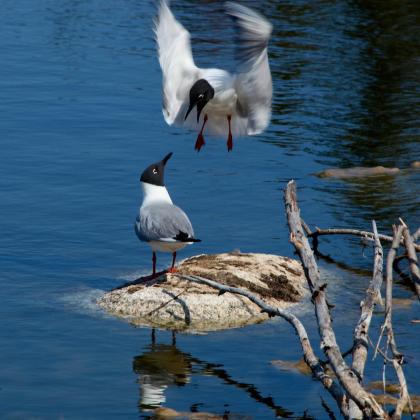 Mating Ritual