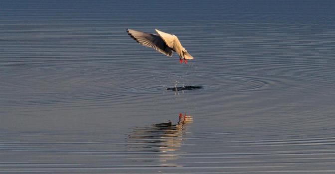 Bonaparte's Gull Fishing