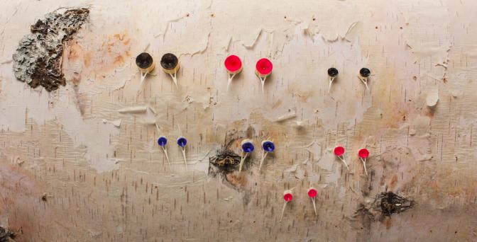 Fish vertebrae earrings