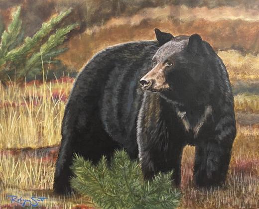 Boreal Bear