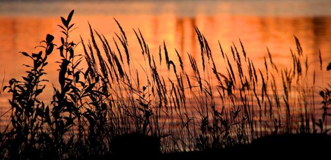 Sunset Silhouettes