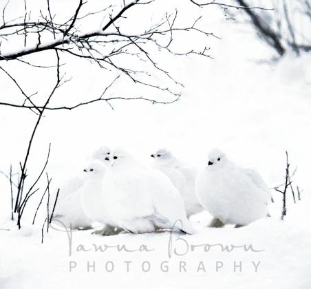 Group of Ptarmigans (painterly print)