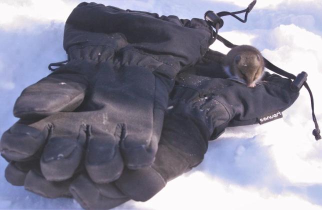 Hot Paws