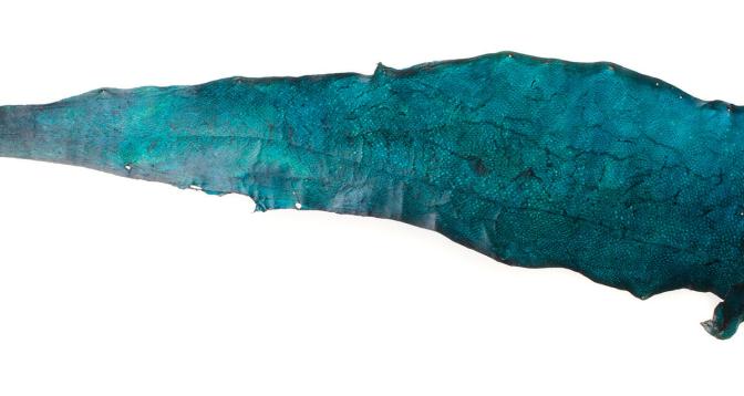 Turquoise fish leather