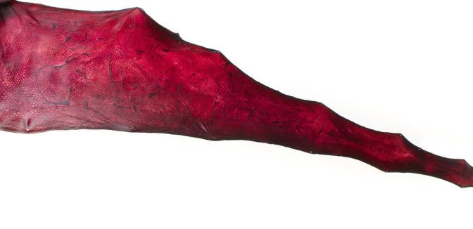 Fuchsia fish leather