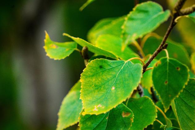 leaves-in-the-northern-fall.jpg