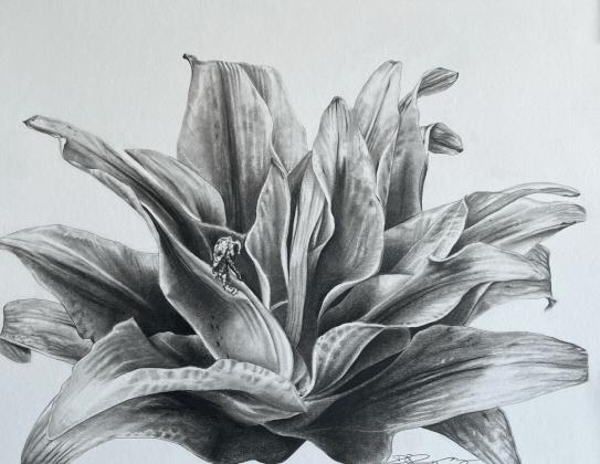 "Lily" pencil on cotton blend paper