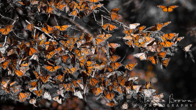 The Monarch Migration