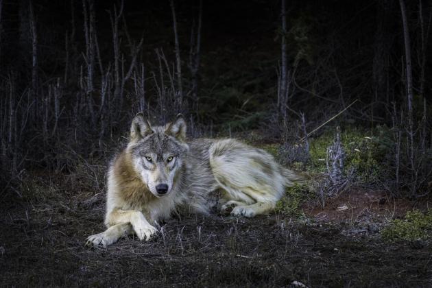 Wolf