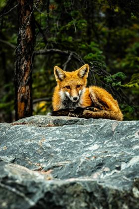 red-morph-fox.jpeg