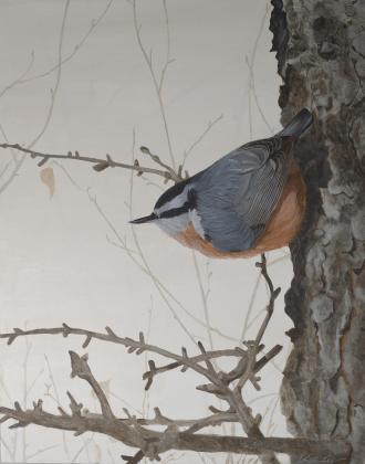 Red-Breasted Nuthatch at Yellowknife River