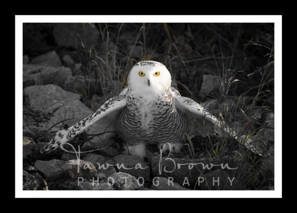 Snowy Owl