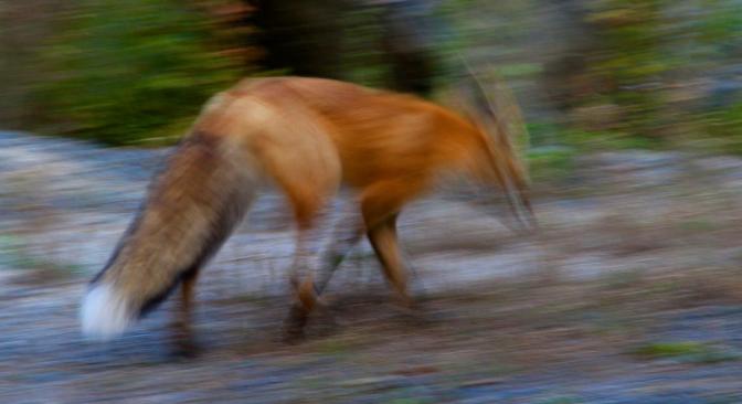 The Wiley Fox