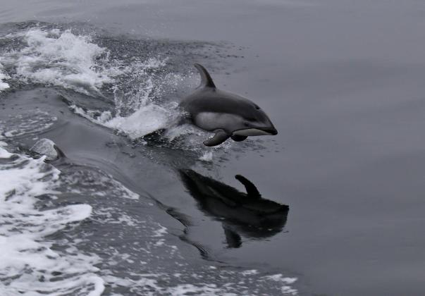 Dancing Dolphin