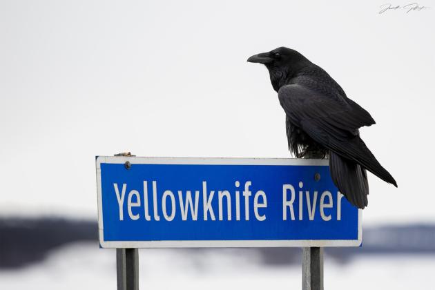 Yellowknife River Raven