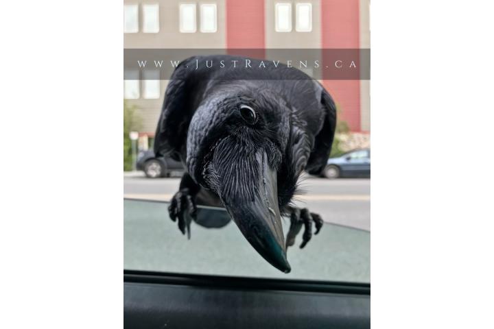 Featured Image for Annemieke Mulders