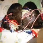 Beaver Mitts