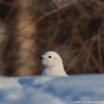 Peeking Ptarmigan 