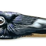 Raven on driftwood