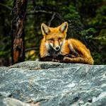 red-morph-fox.jpeg