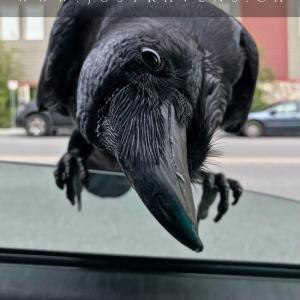 Featured Image for Annemieke Mulders